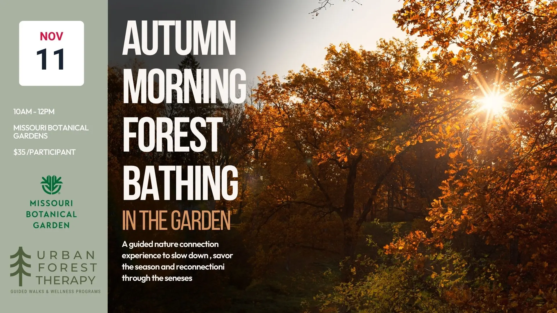Late autumn forest bathing and nature therapy walk in St. Louis on November 11, a guided nature connection experience with Urban Forest Therapy.